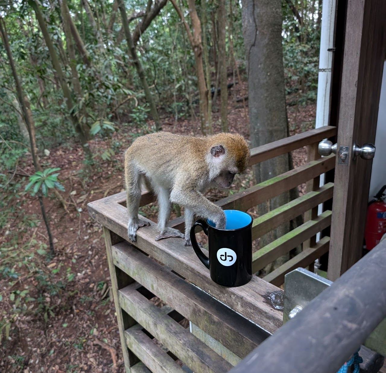 2024 winner — a macaque reaching into the JG mug in Singapore